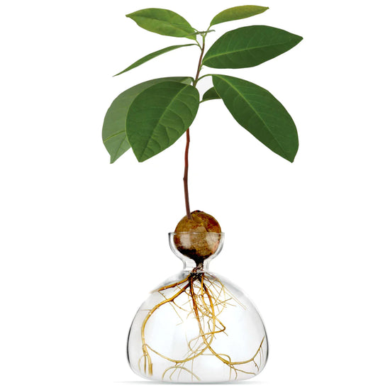 A clear vase with a grown plant from an avocado seed