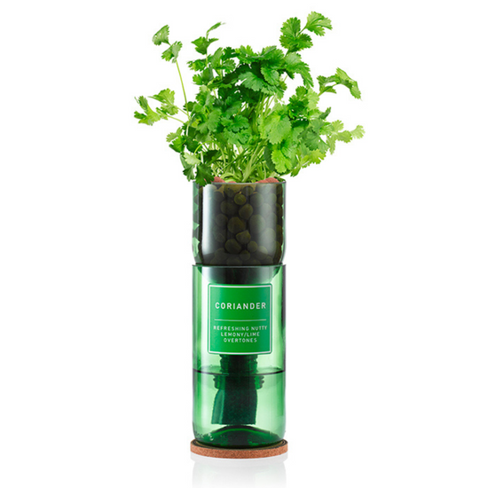 Coriander growing out of a glass vase
