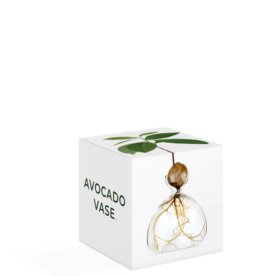 Avocado vase product packaging of a square box and an image of the clear avocado vase