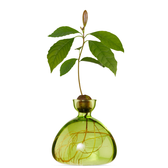 A green vase with a grown plant from an avocado seed
