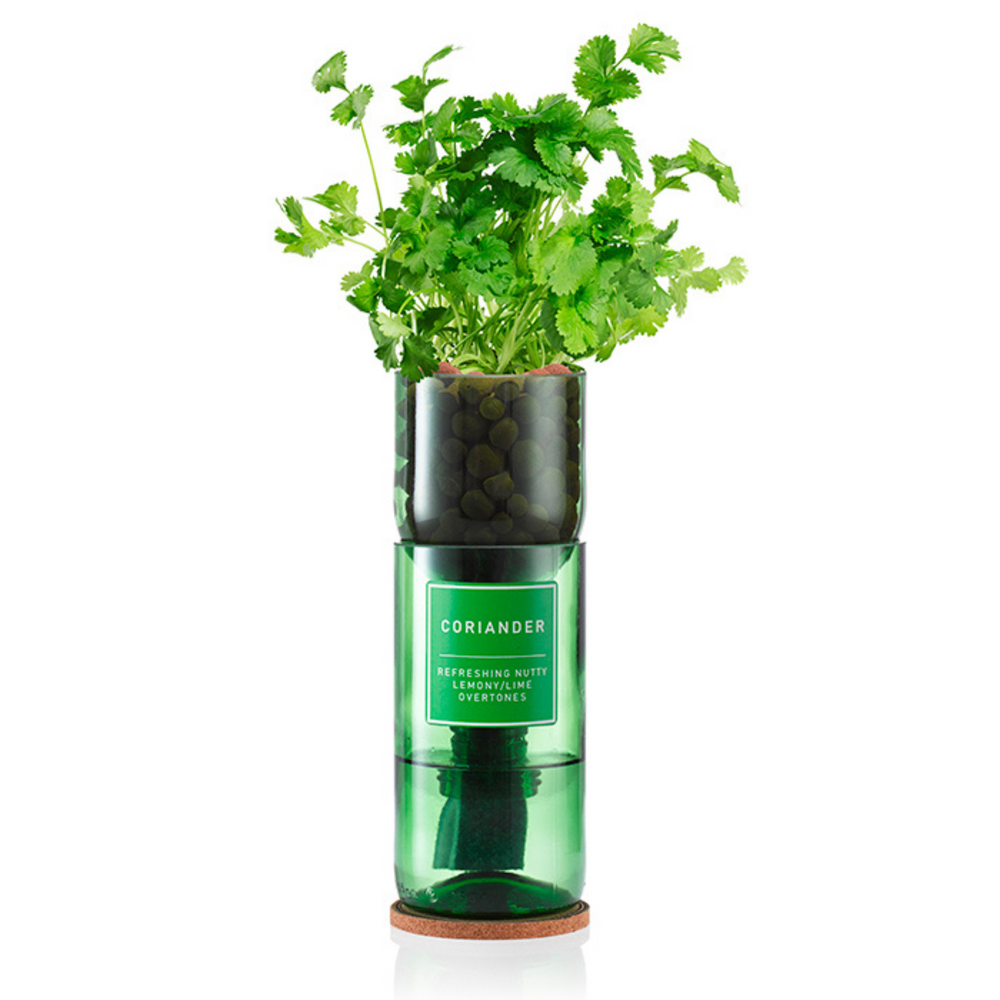 
                      
                        Coriander growing out of a glass vase
                      
                    