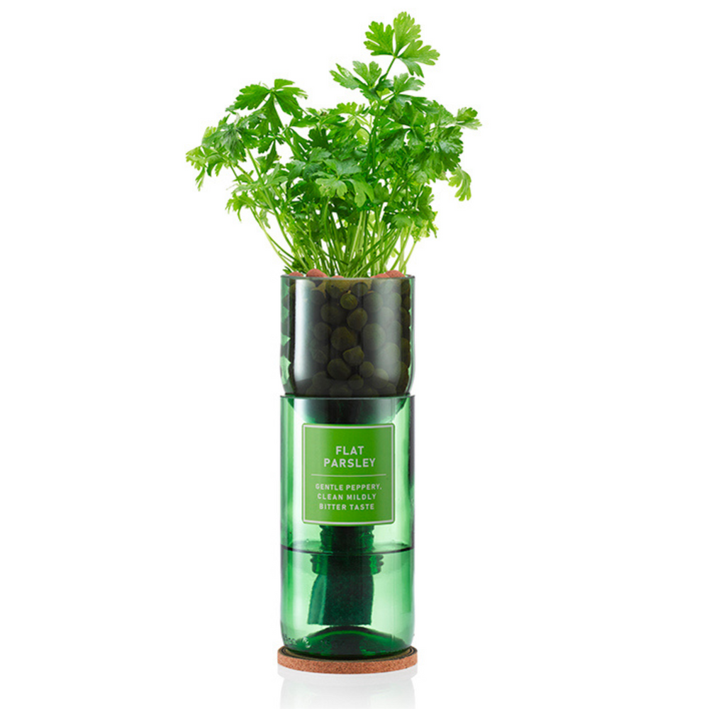 
                      
                        Flat parsley growing out of a glass vase
                      
                    