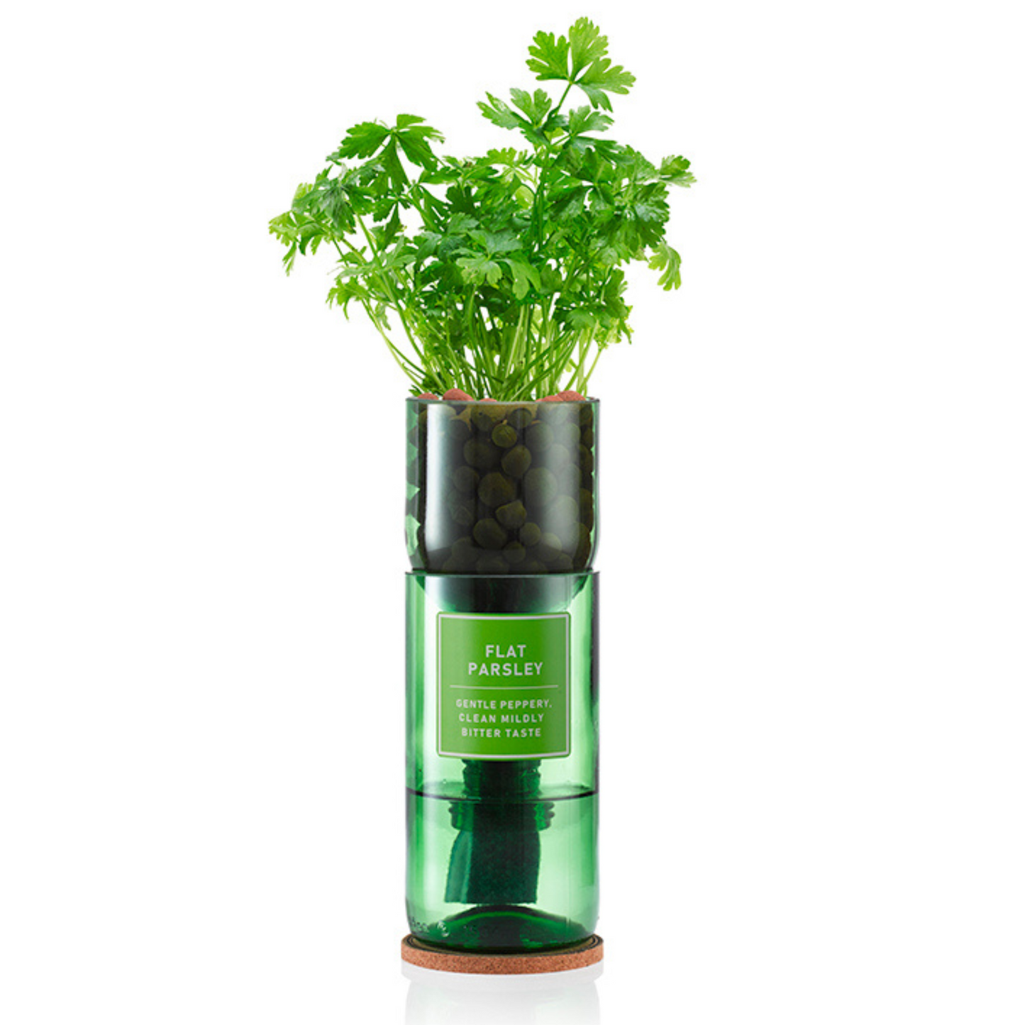 Flat parsley growing out of a glass vase