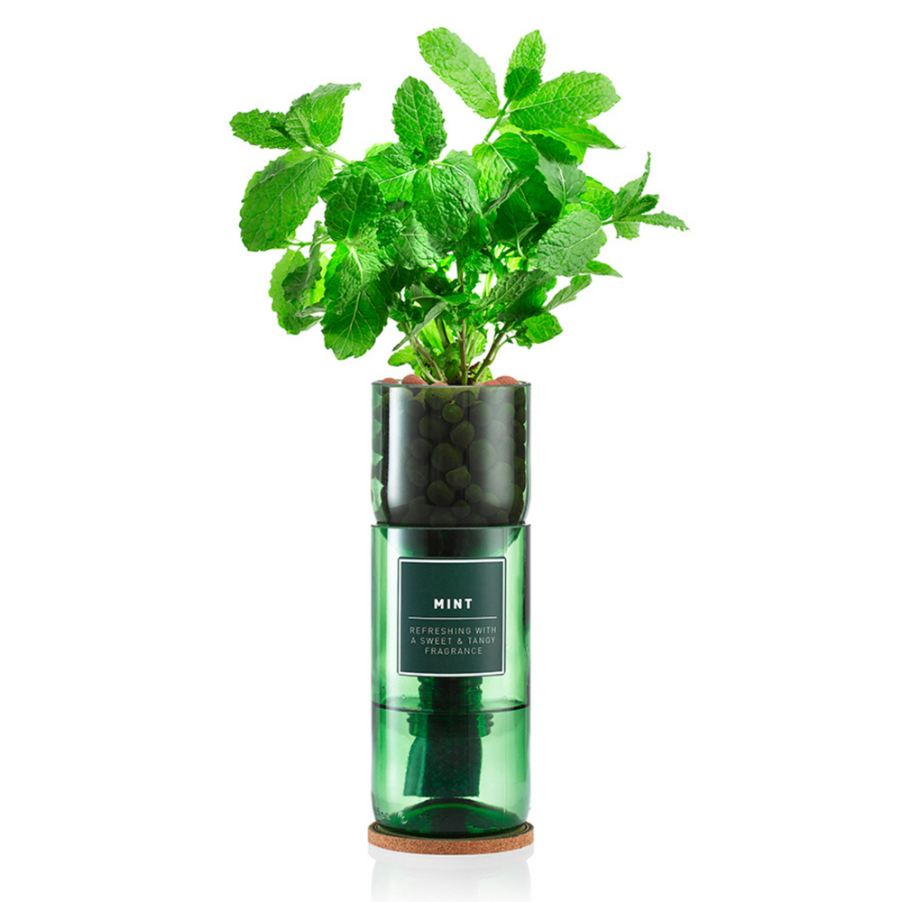 
                      
                        Mint growing out of a glass vase
                      
                    