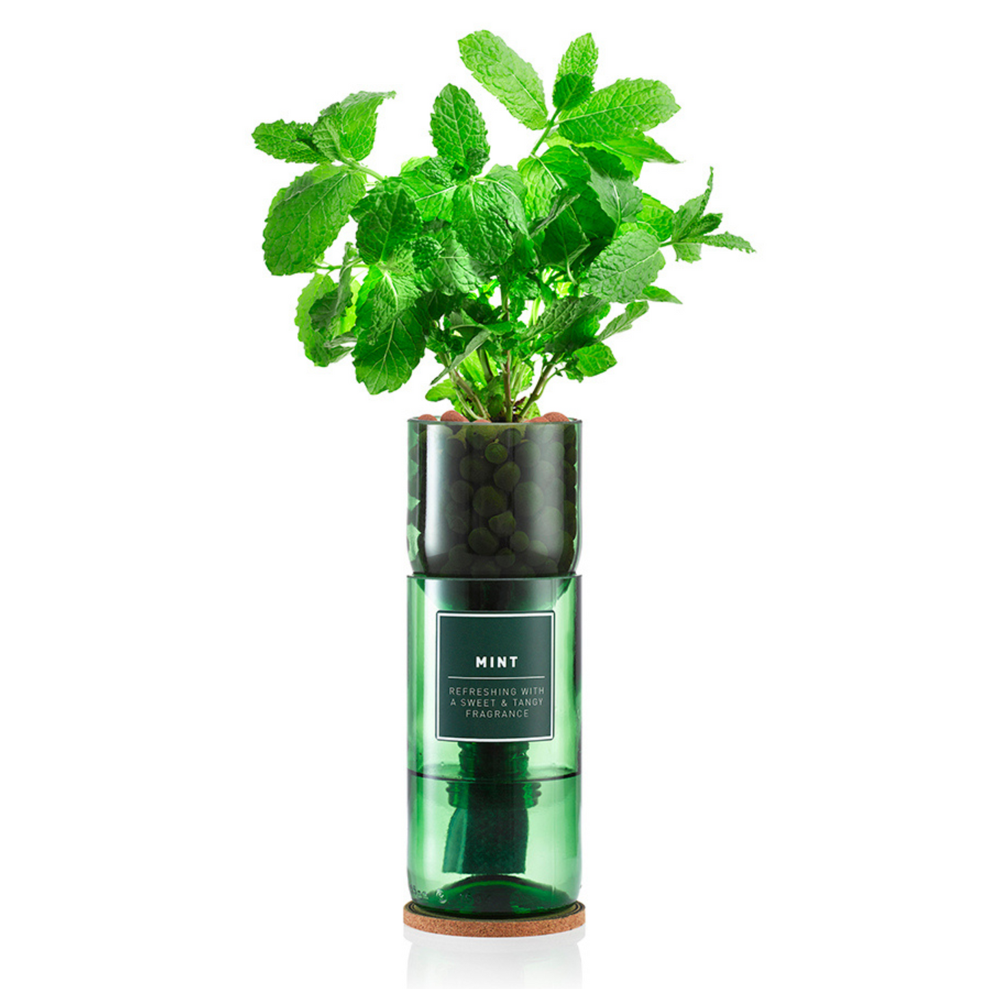 Mint growing out of a glass vase