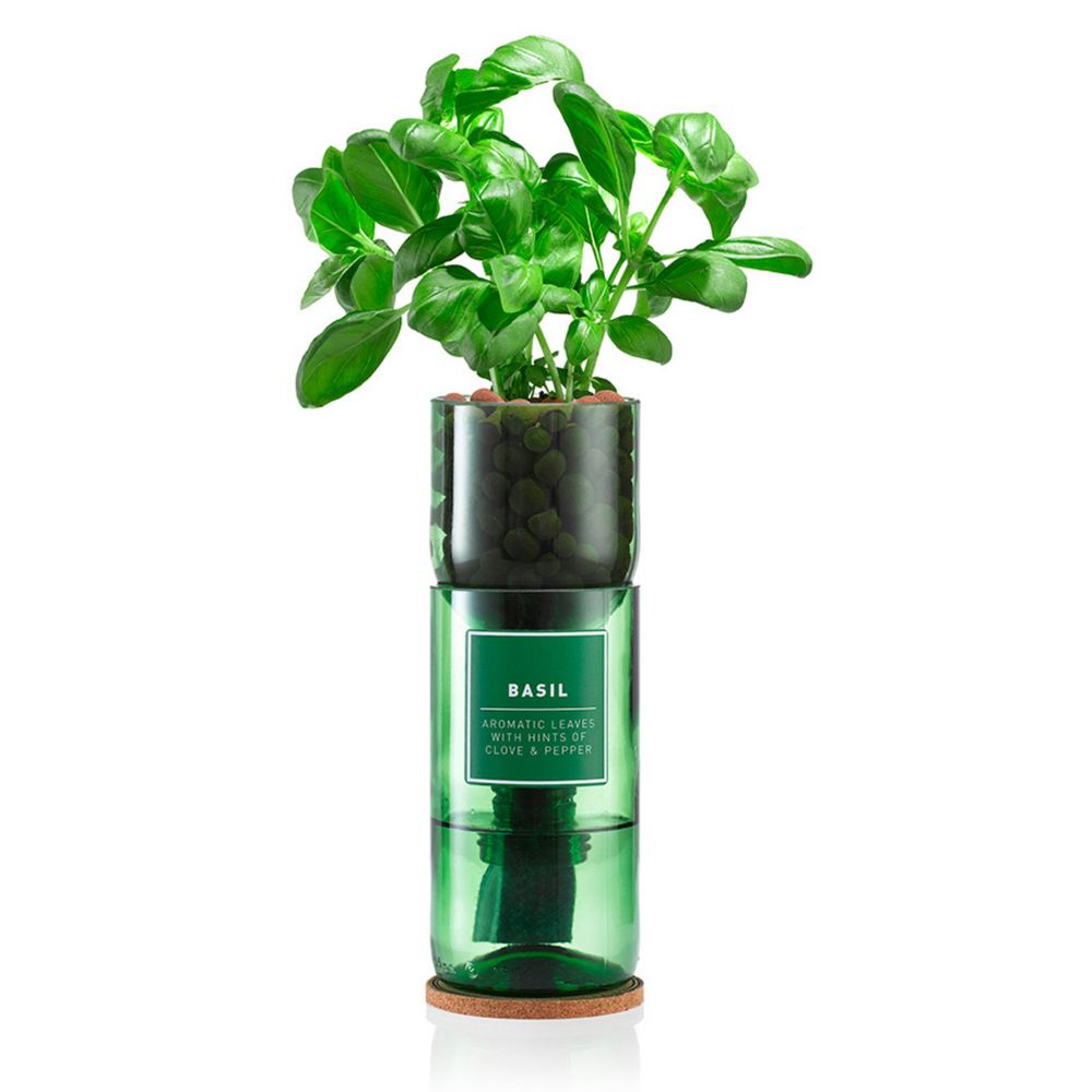 
                      
                        Basil growing out of a glass vase
                      
                    