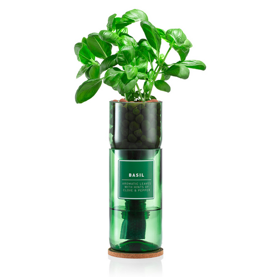 Basil growing out of a glass vase