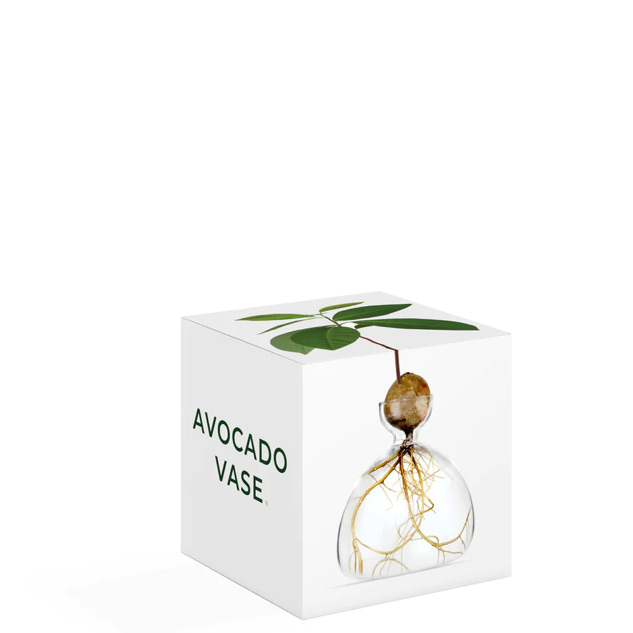 Load image into Gallery viewer, Avocado vase product packaging of a square box and an image of the clear avocado vase
