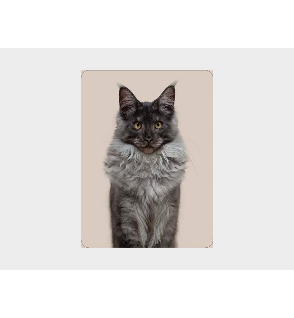 Load image into Gallery viewer, Do You Look Like Your Cat?

