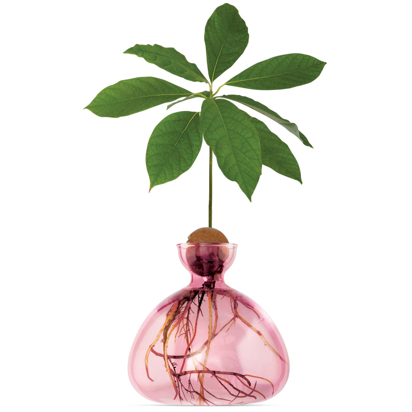 A pink vase with a grown plant from an avocado seed